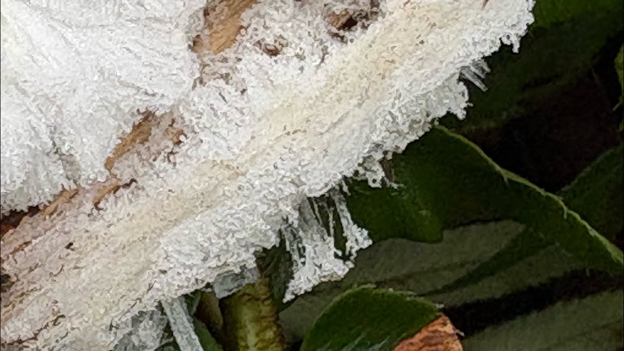 Волосы лёд!