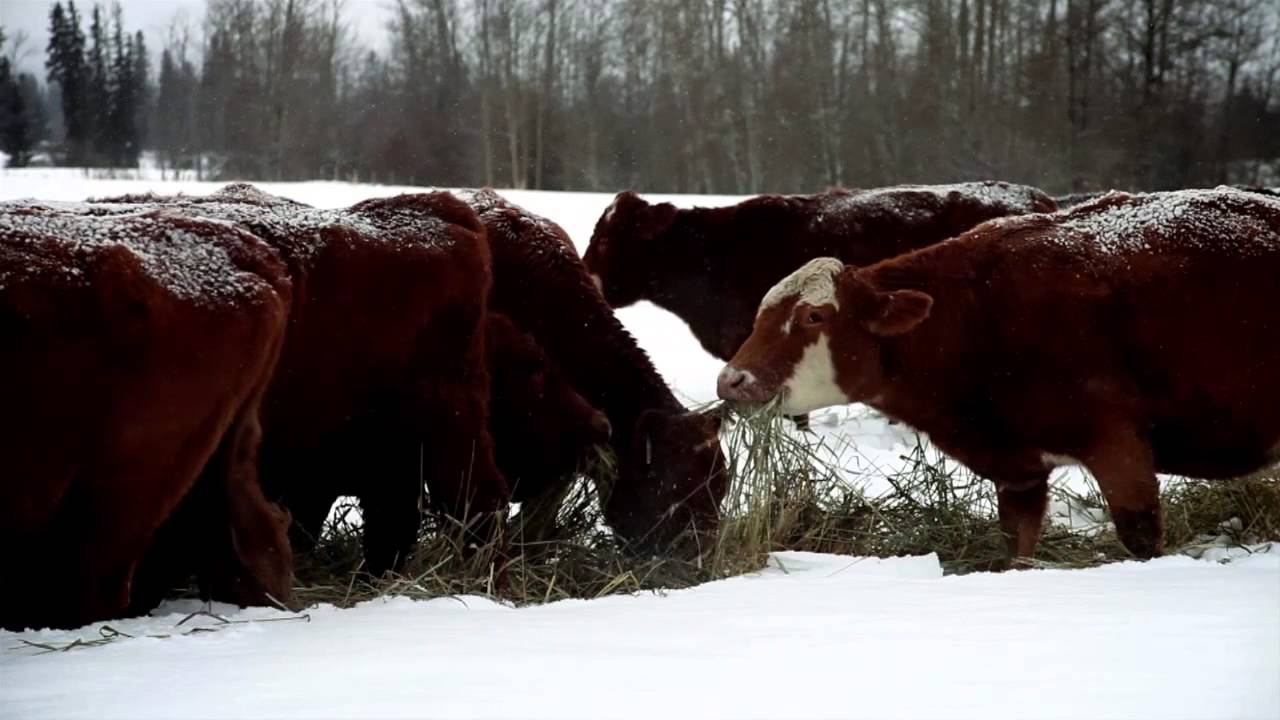 Triticale Swath Grazing Kidd Bros. Part 1