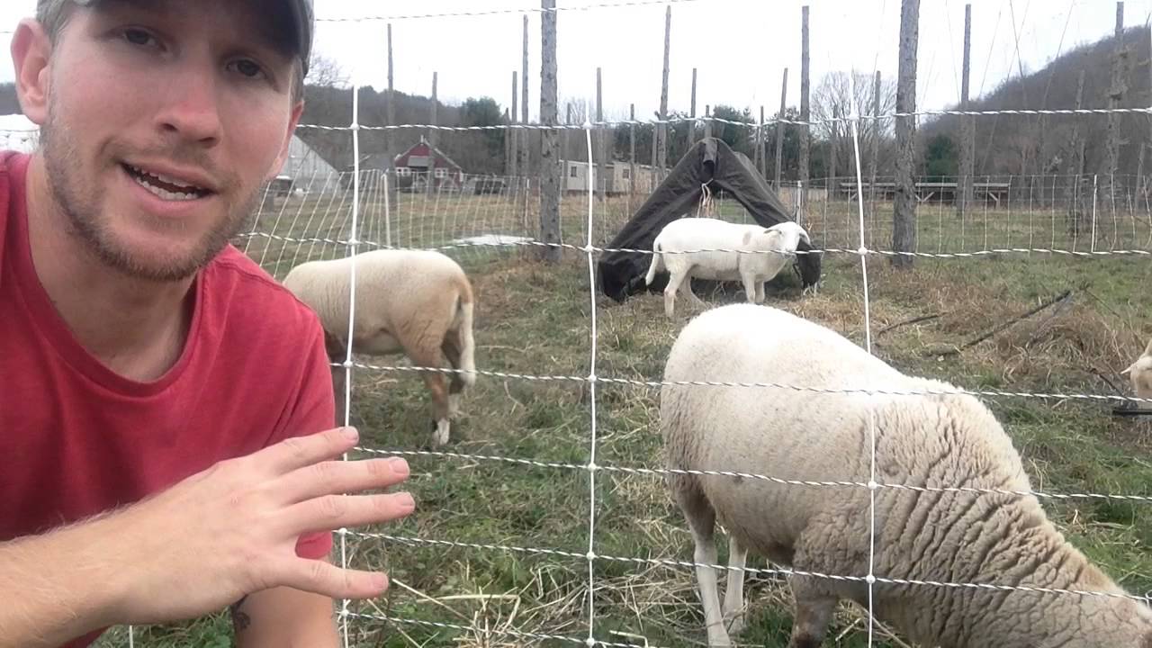 Feeding sheep hay on pasture