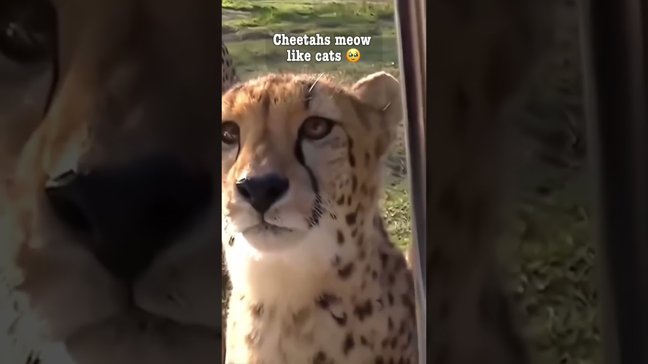 Cheetahs meow like cats 🥹