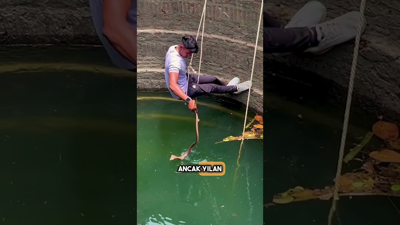 Profesyonel, kuyunun i&ccedil;inde yılan yakalıyor 🐍 #shorts