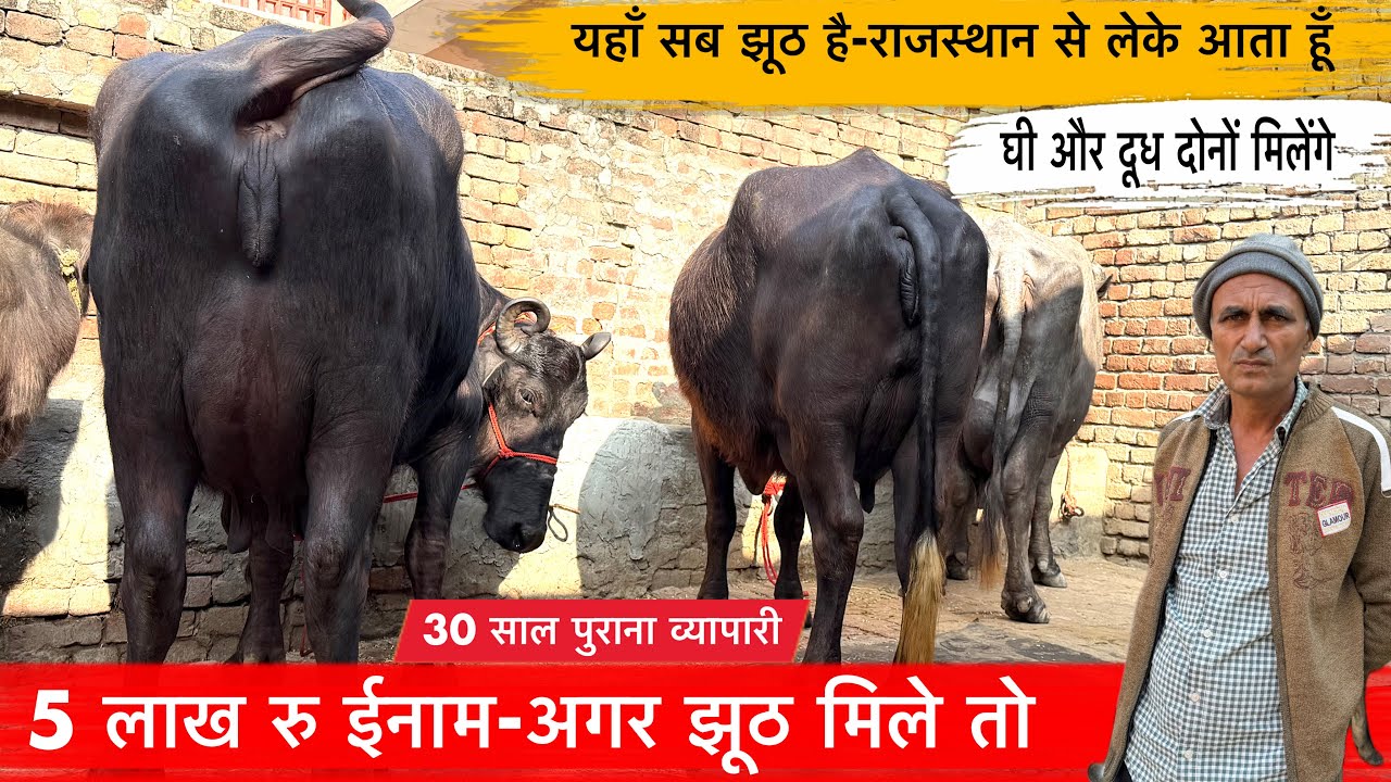 🔴5 लाख रु ईनाम-अगर झूठ मिले तो-यहाँ सब झूठ है👉राजस्थान से पशु लेके आता हूँ-घी व दूध दोनों मिलेंगे।