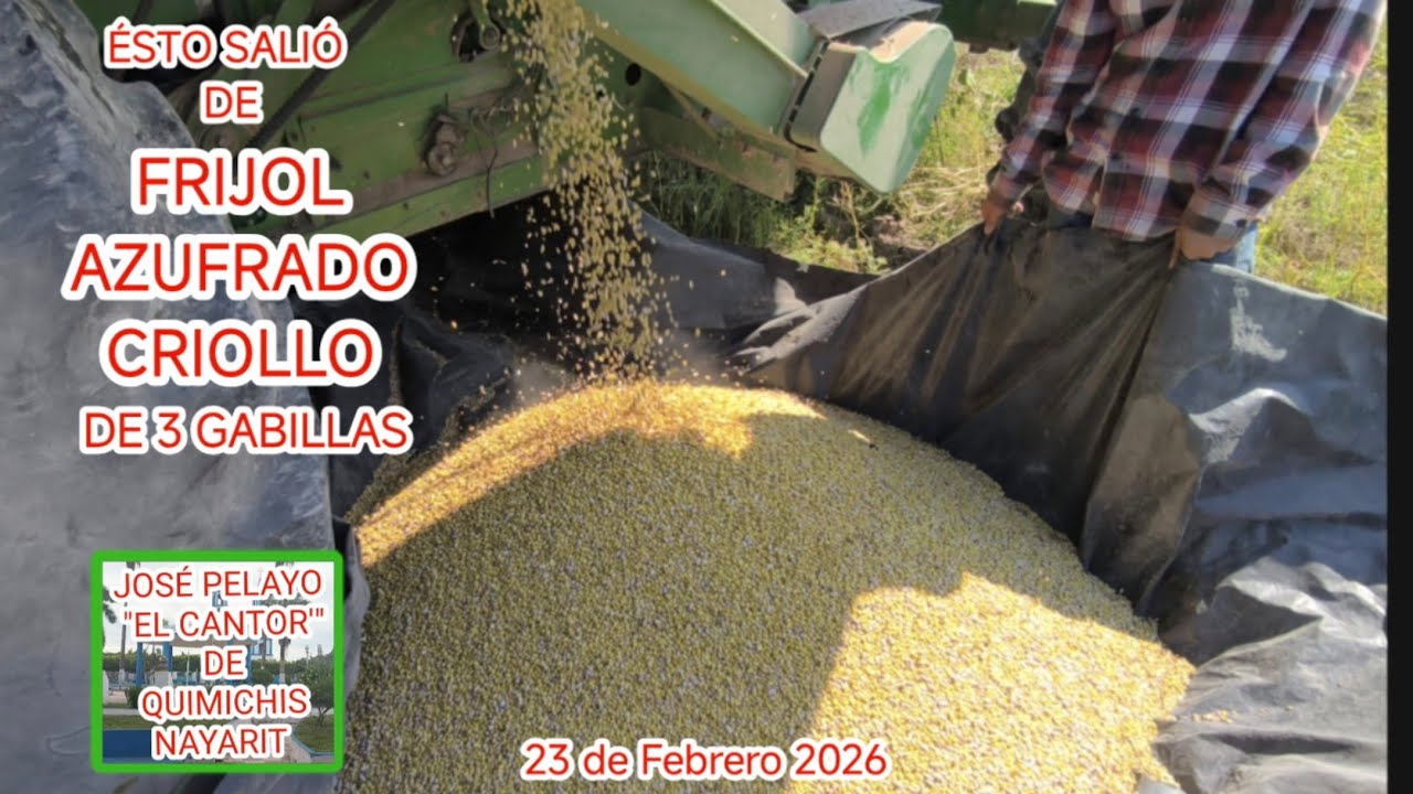 EL FRIJOL AZUFRADO CRIOLLO QUE COSECHÉ ESTE AÑO EN LA TIERRA DE MI PADRE DON LINO PELAYO MURILLO