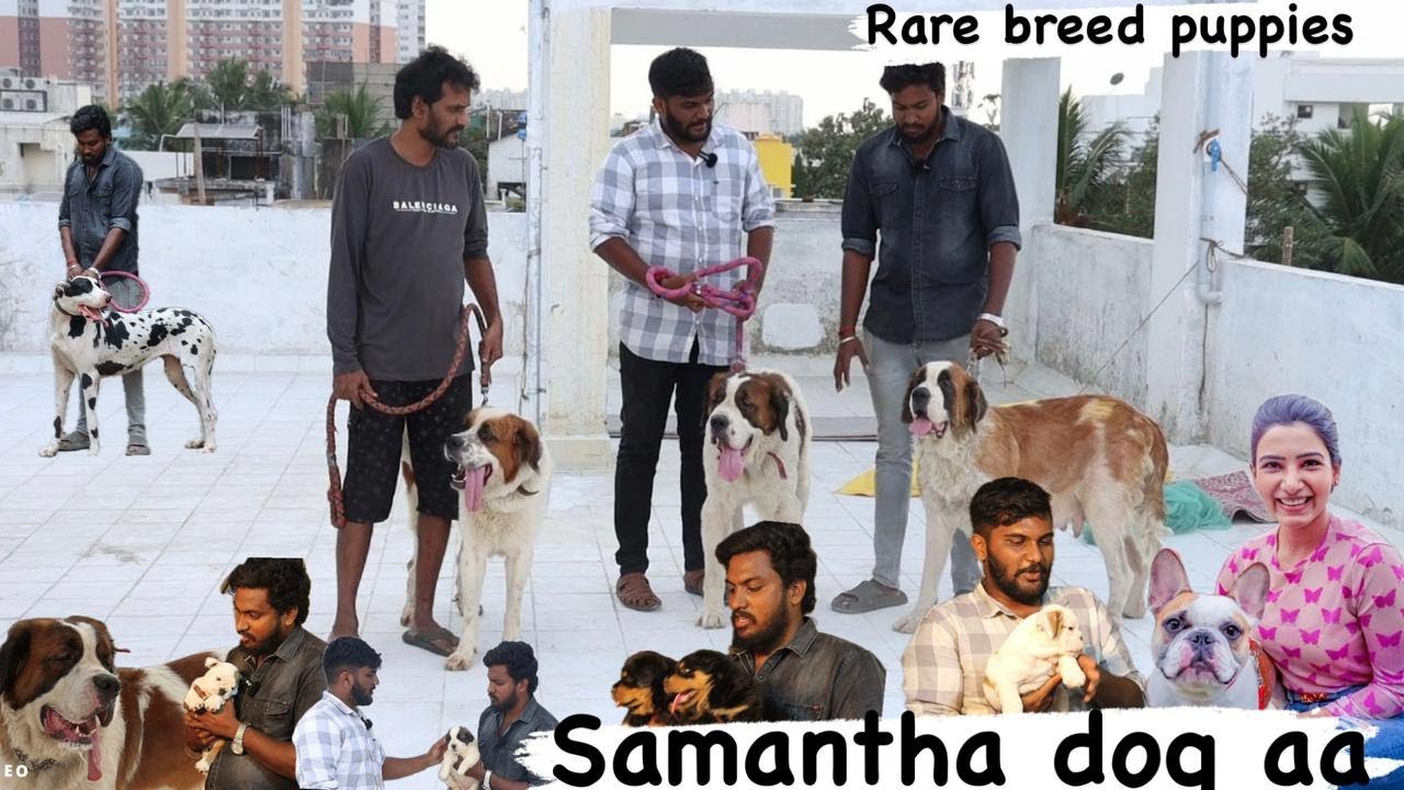 samantha dog aa| rare and exotic puppies | saint bernard | bull dog | pets for sale in chennai | omg