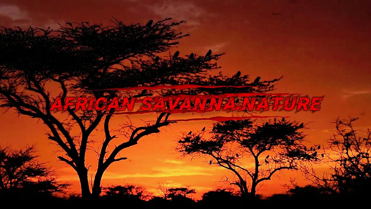 How African Savanna Animals Raise Their Young Against the Odds