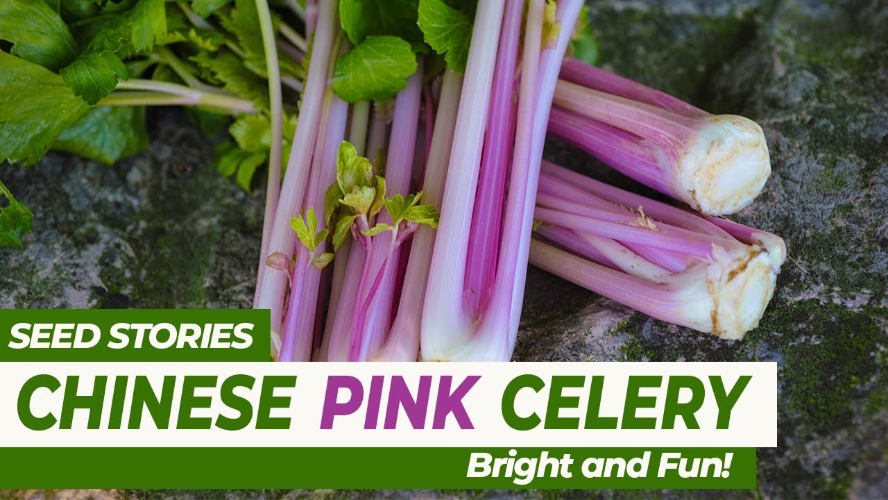 SEED STORIES | Chinese Pink Celery: Bright and Fun!