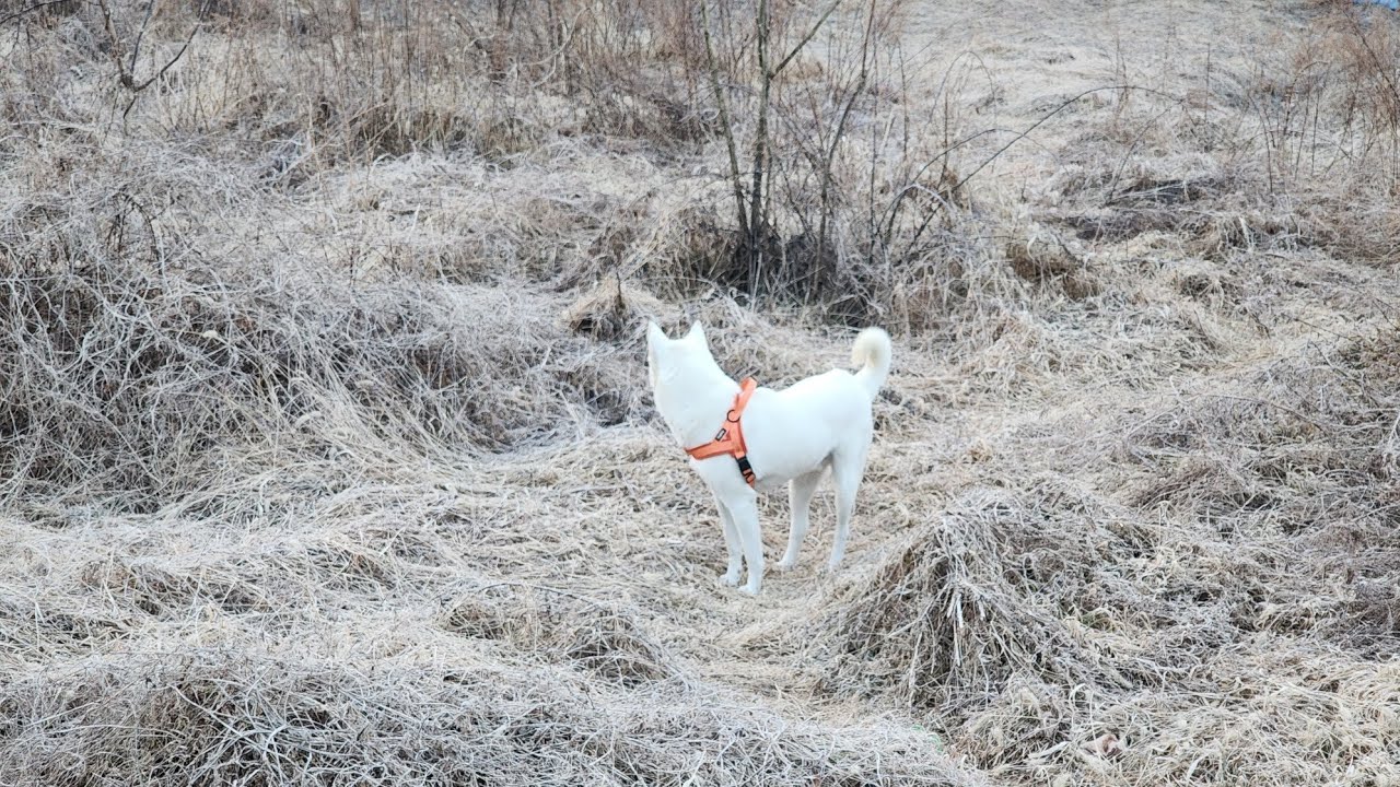 두부(진도개)의 523일차 아침산책 