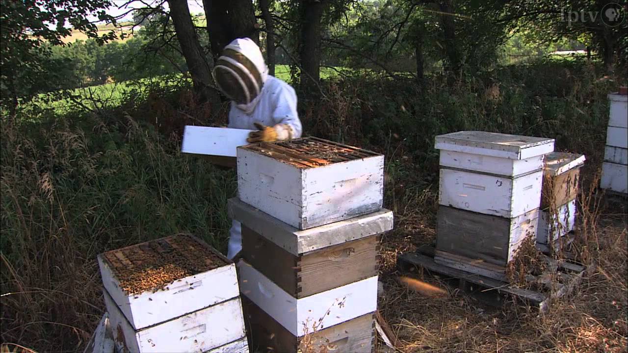 Honeybees Endure Sting of Colony Collapse Disorder