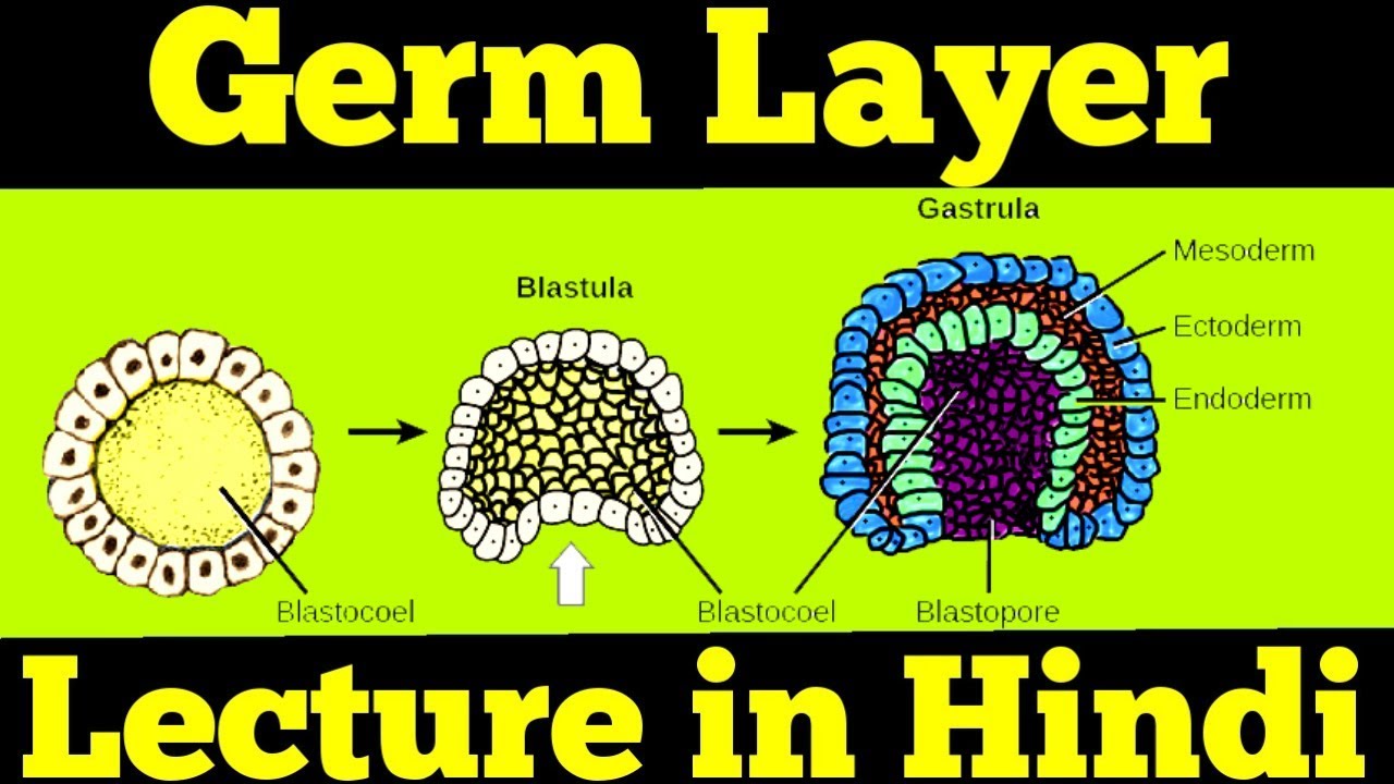 Gastrulation - Germ Layers: Ectoderm, Mesoderm & Endoderm | For NEET