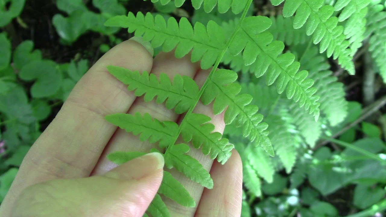 Four ferns - a comparison