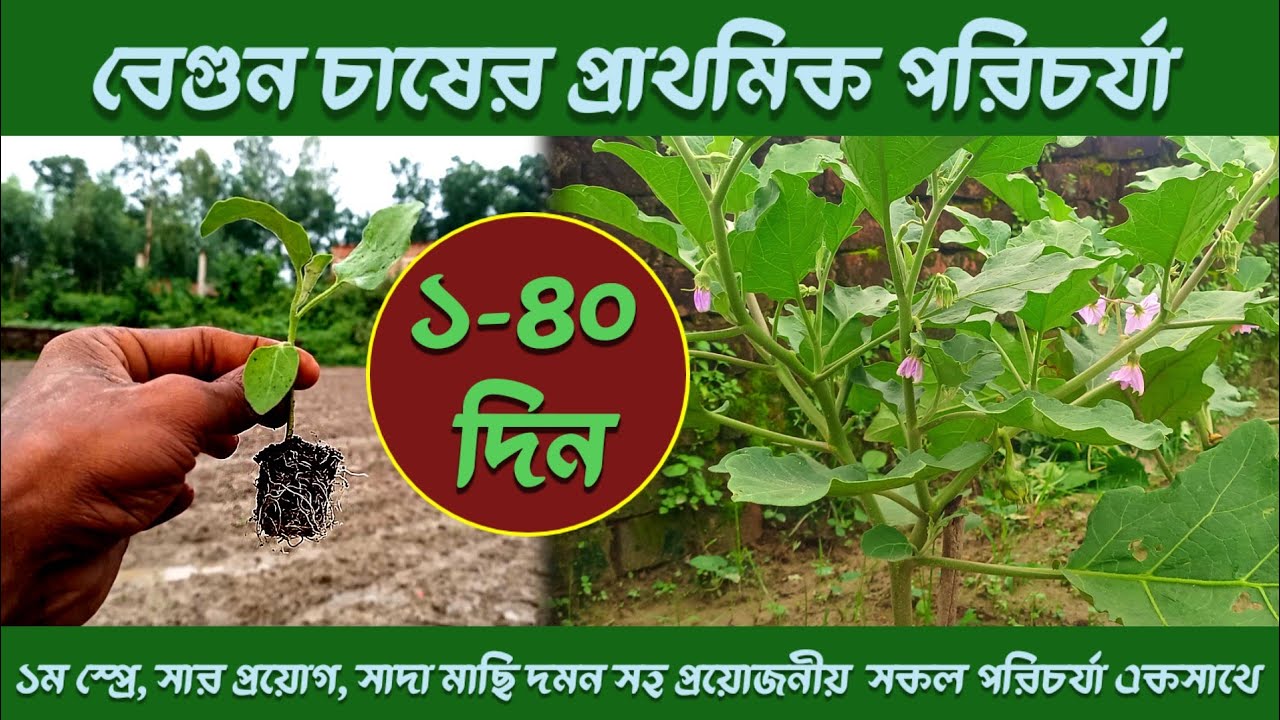বেগুন গাছের প্রাথমিক পরিচর্যা । ১ম স্প্রে থেকে শুরু করে যাবতীয় পরিচর্যা এক ভিডিওতে