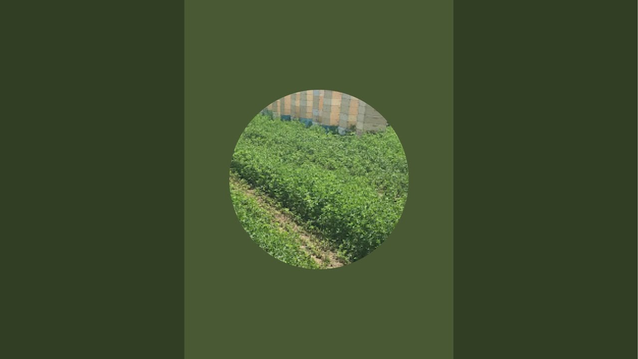 Apicultura de la Vest-Est este live!