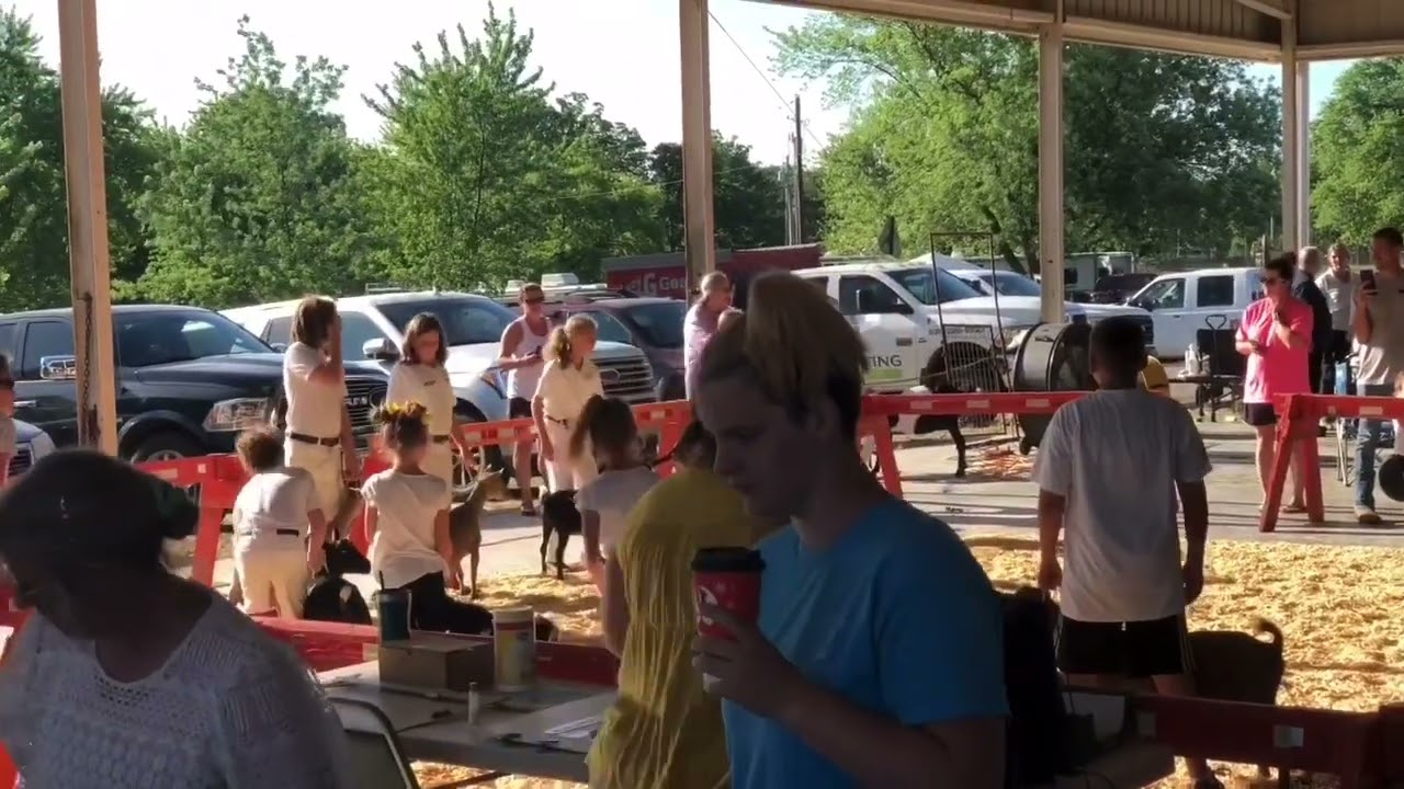 How to show in dairy goat showmanship ADGA