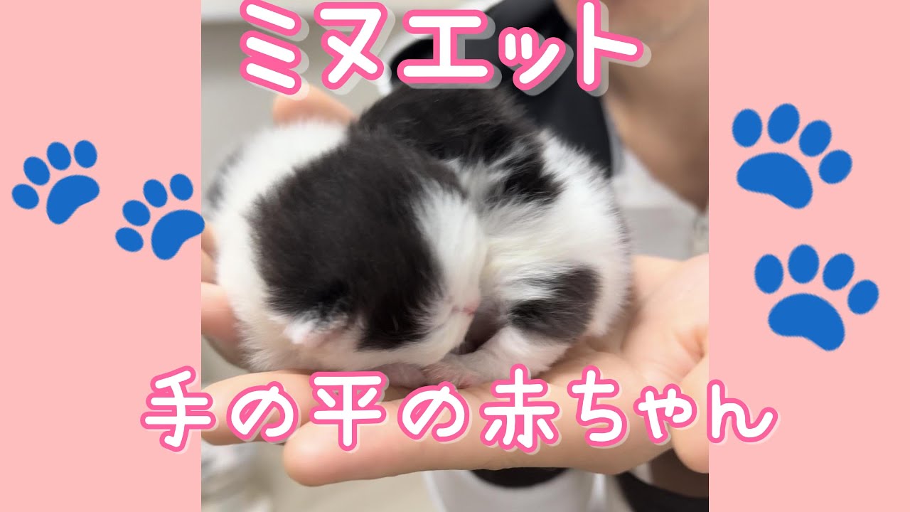 vol 3　短足ミヌエット誕生の物語 | ブリーダー猫舎の日常