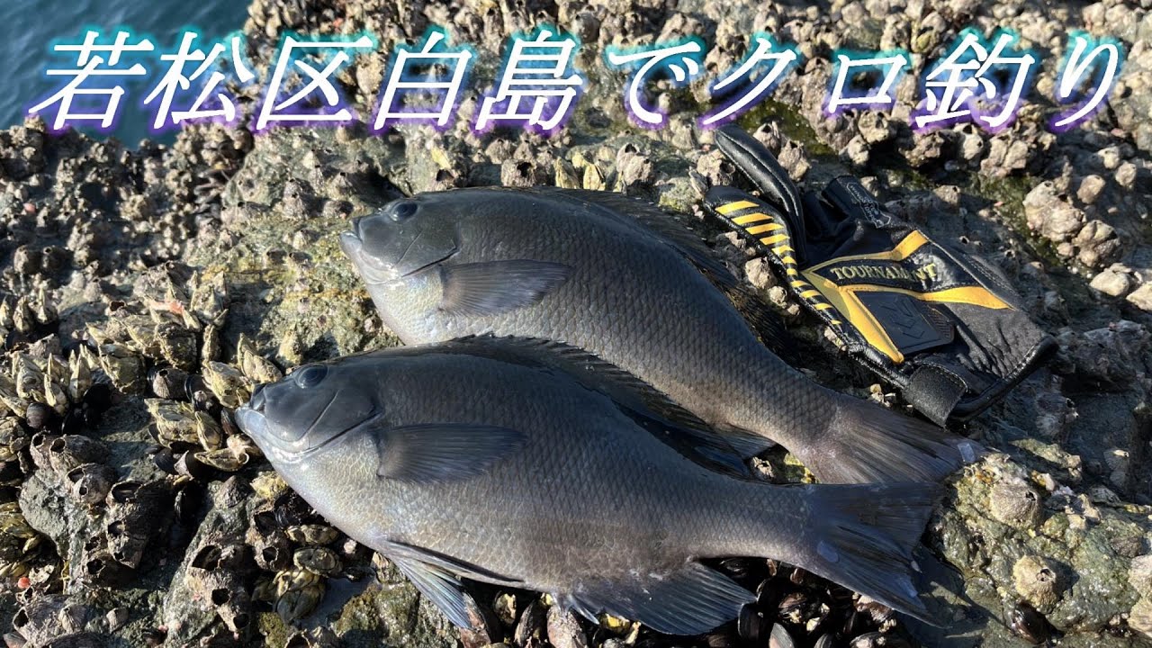 R5.11.22.憧れの白島でクロを狙う The name of the island is white and the fish you are aiming for are black.