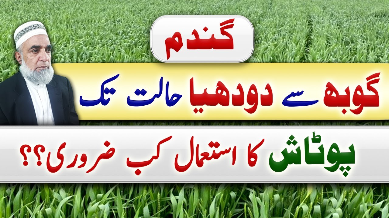 Use of potash at booting stage (gobh) of wheat crop || Crop Reformer