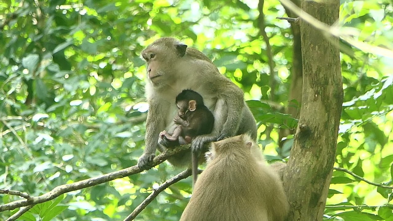 Baby Monkey Draya Stay With Queen Daisy