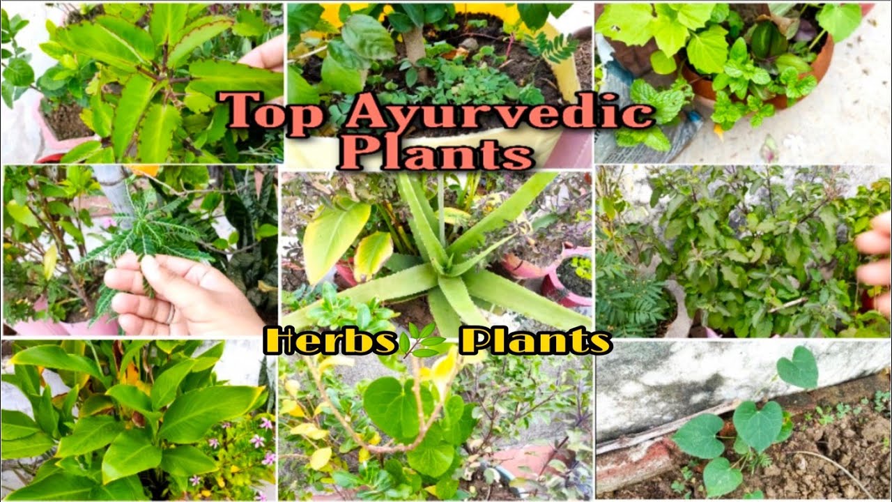Top Medicinal Plants Grow in Your Home|| Grow Medicated Plant||Medicinal Plants Grow Easily at