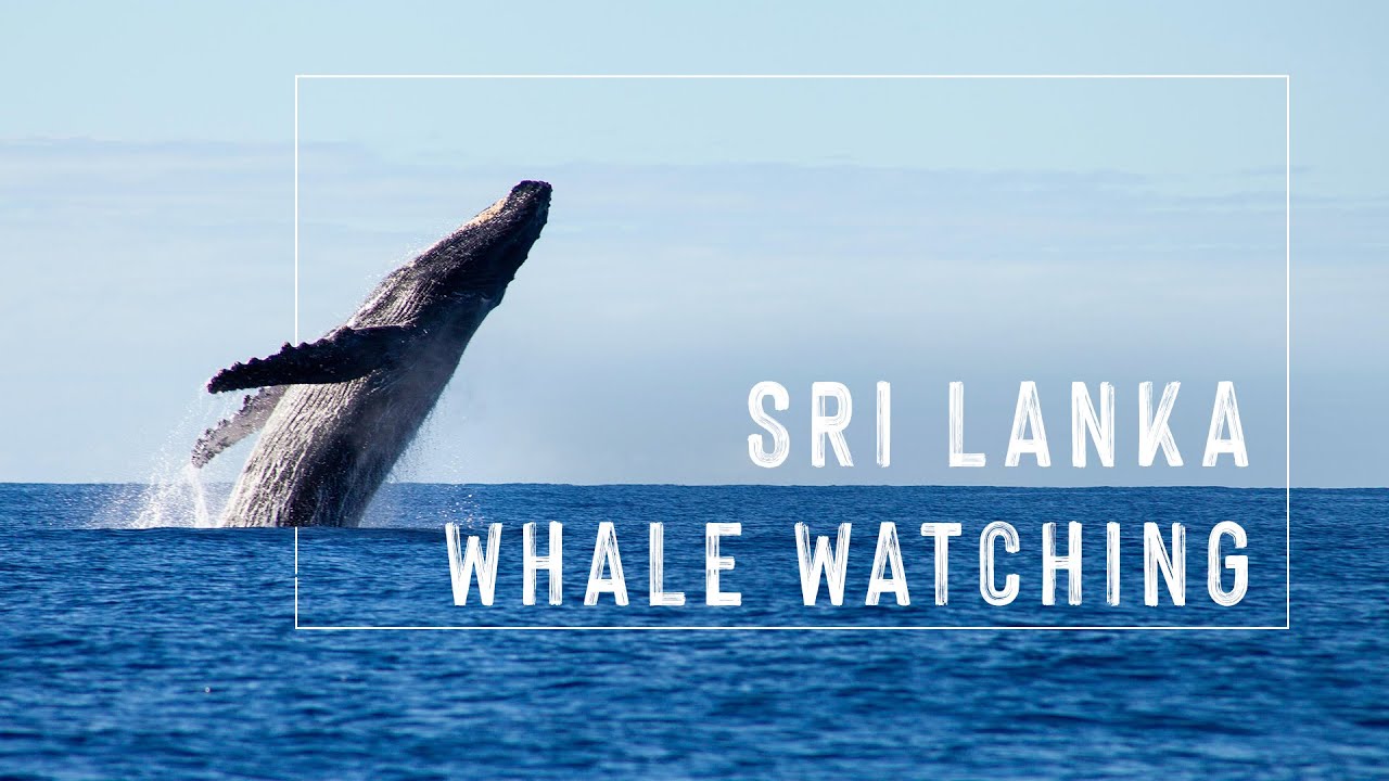 😯🐳 Whale watching in Sri Lanka  🇱🇰  - Indian Ocean | Mirissa  Beach |2020