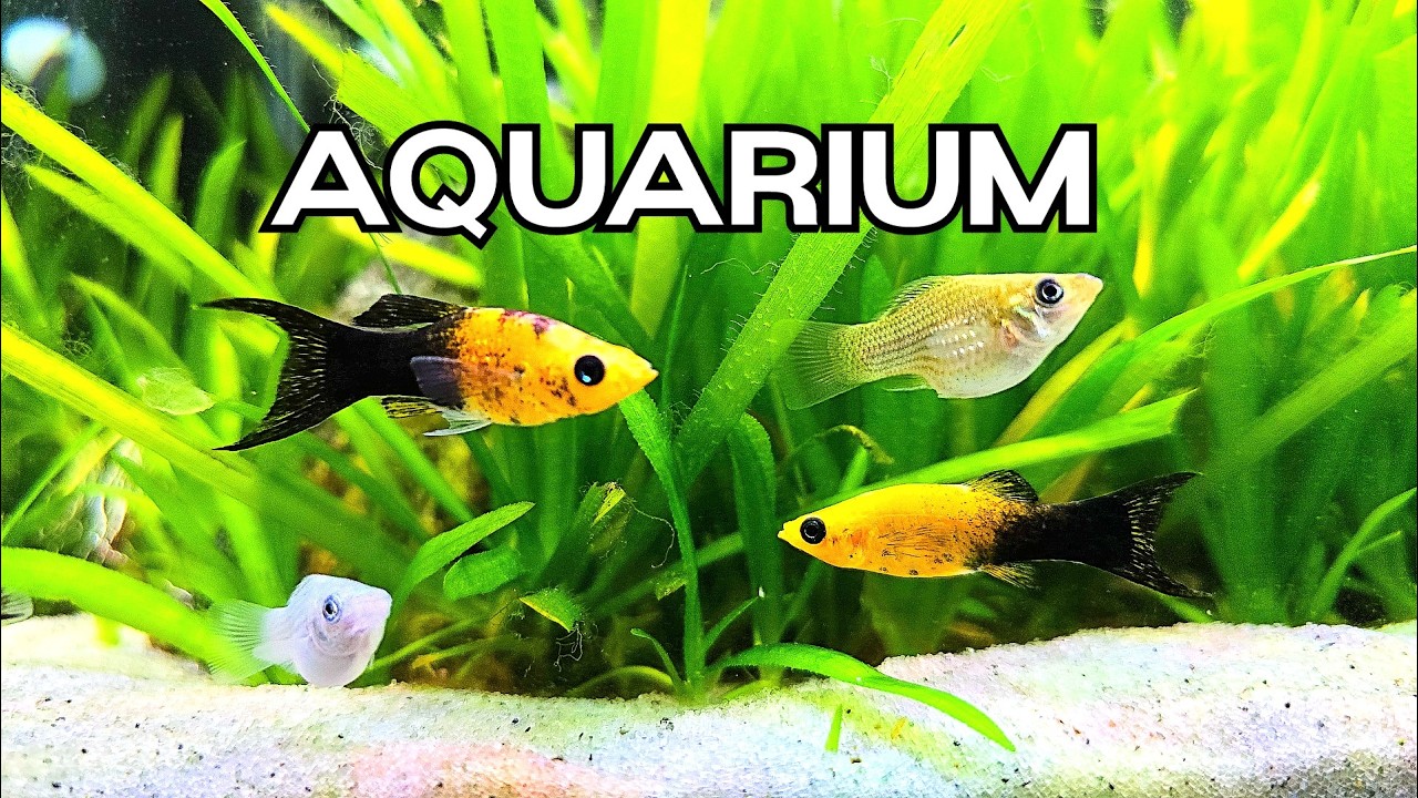 🔴LIVE Relaxing Aquarium 🐟 Calming Water Sounds for Work/ Study/ Sleep