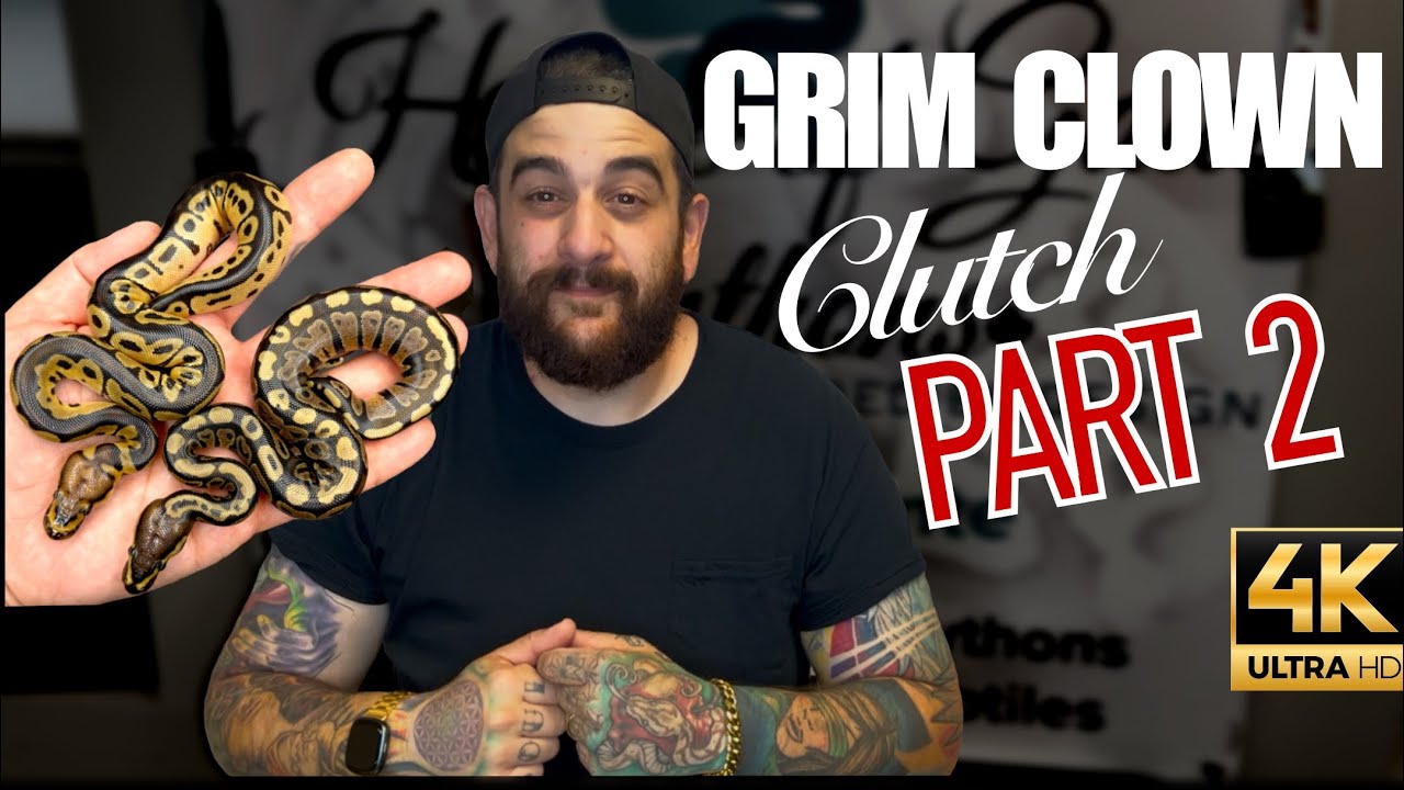 Grim Clown Clutch Update!! Post Shed. WHAT IS THIS!?