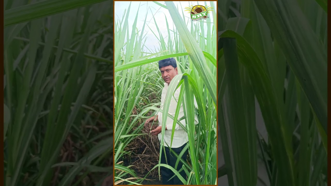 🌱 दुसऱ्या वर्षी SRT शेतीचा अनुभव &ndash; खर्च शून्य, फायदा डबल! #srt  #farming  #agriculture