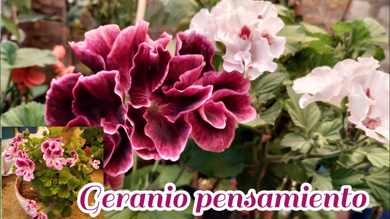 Pelargonium Regal o geranio pensamiento como cuidar , reproducir, enfermedades/ decojardinamy