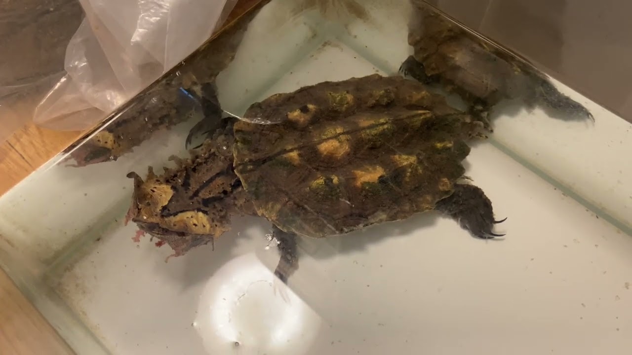 アマゾンの巨大カメ、マタマタの飼育！特大、中、小、ベビーを飼育してます！