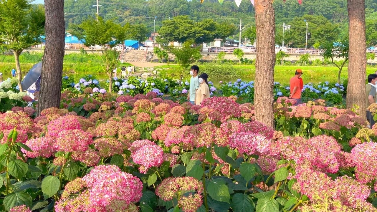 [4k] 유구 색동 수국 정원 hydrangea promenade 공주 수국 slow walking Korea
