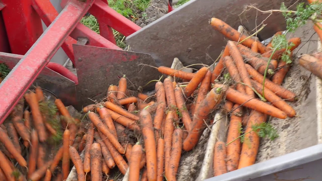 Winterpenen oogsten in de zomer? Jazeker!
