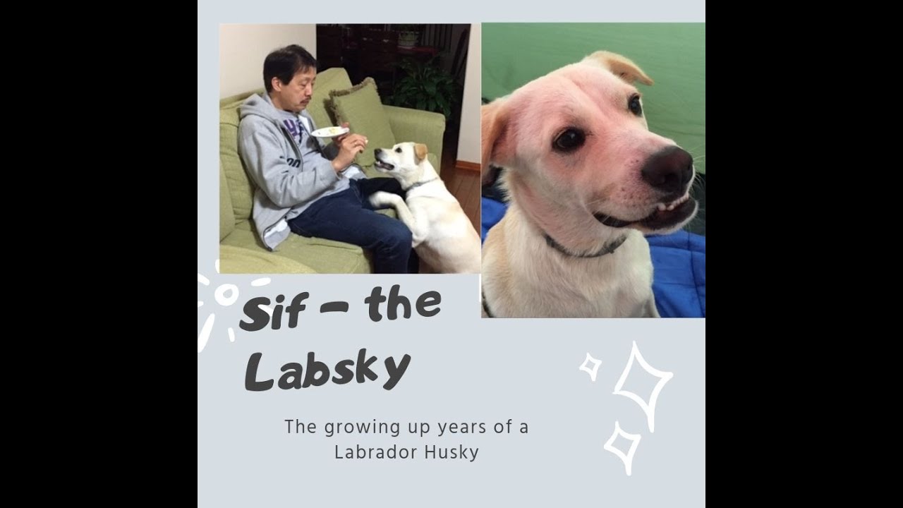 Life with a Labrador husky