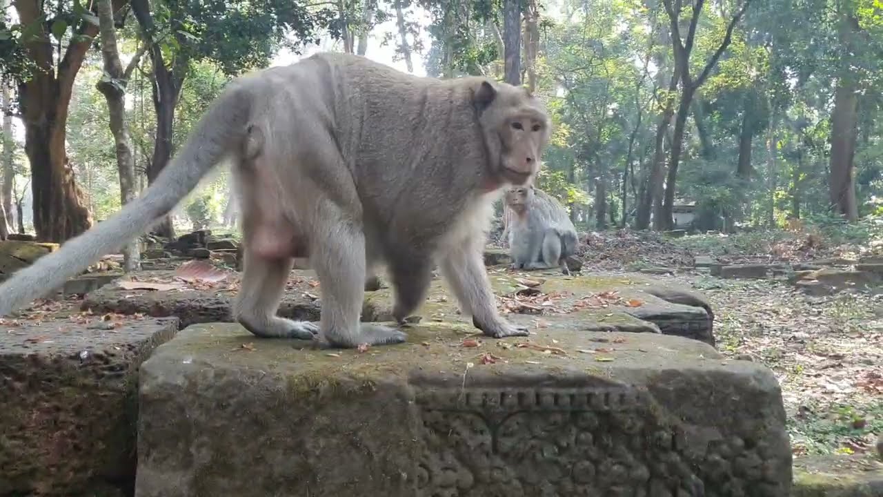 Wildlife monkeys in Amber troop P154
