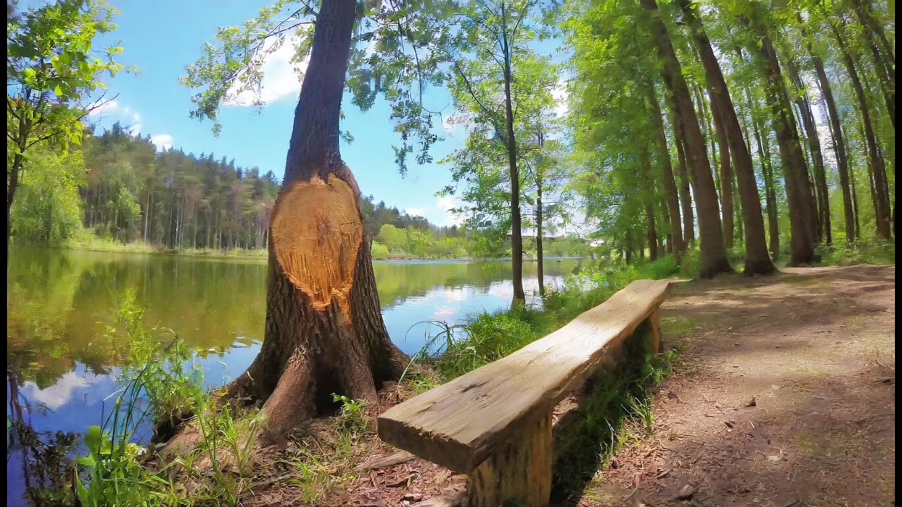 KNAPPENSEE RUNDWEG ERKUNDEN (HIKE VIDEO/SPAZIER VIDEO) 🌳👞🌲😊 [4K 60FPS]