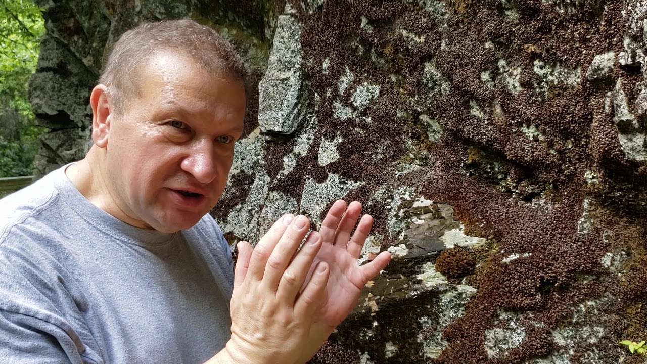 Resurrection of poikilohydric