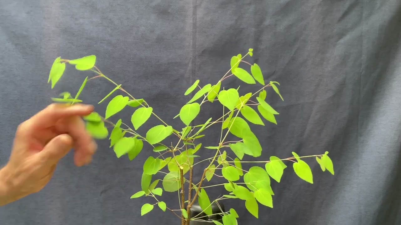 Pruning My Japanese Katsura Trees For Structure. 19-Jul-2025