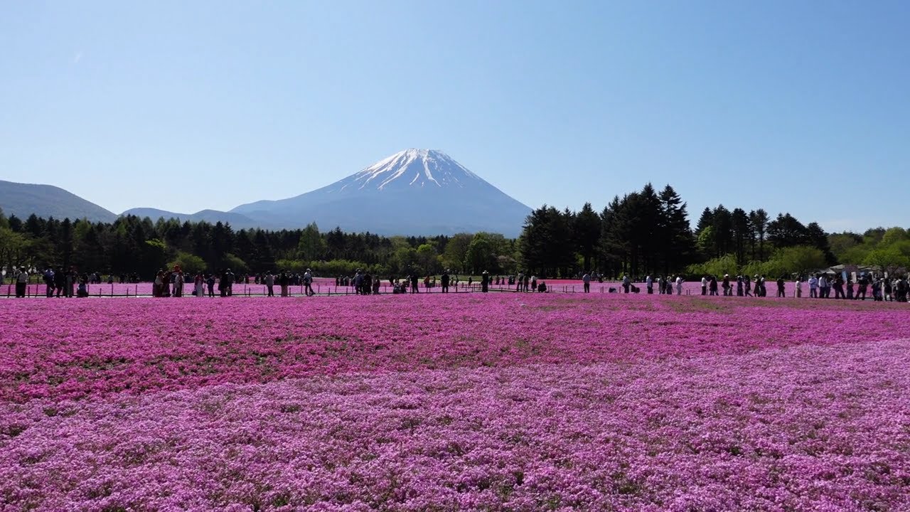 富士山も見える！　富士芝桜まつり2023★富士本栖湖リゾート（山梨県）｜旅行vlog　本栖湖芝桜編