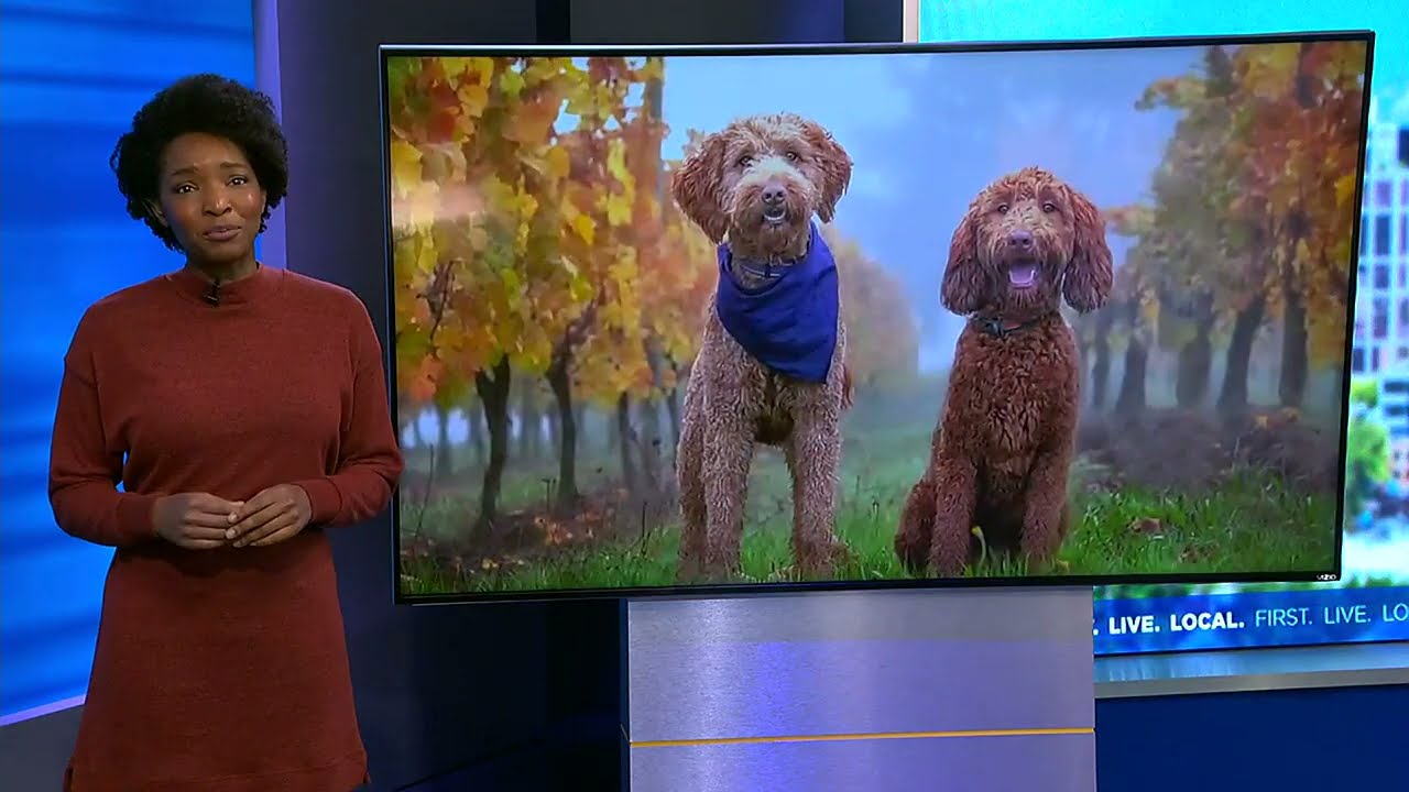 2023 Wine Dogs Calendar Contest is looking for your dog photos