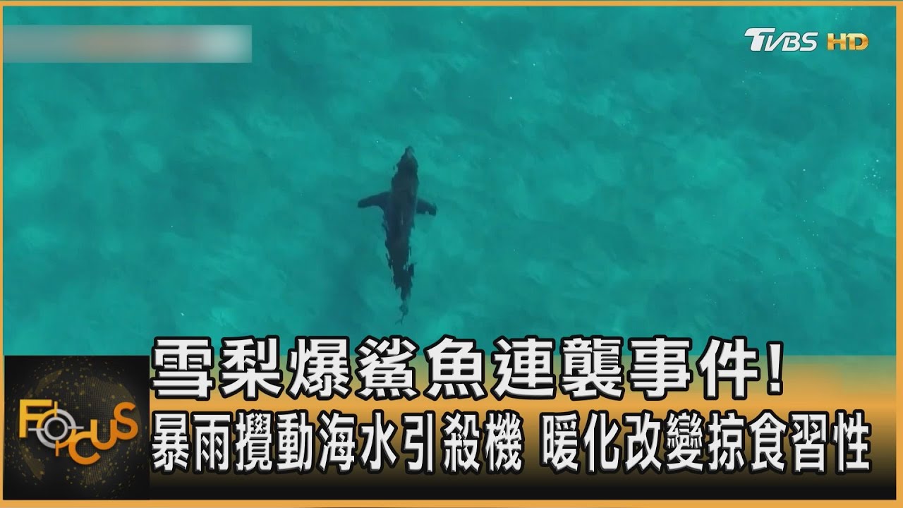 雪梨爆鯊魚連襲事件! 暴雨攪動海水引殺機 暖化改變掠食習性｜方念華｜FOCUS全球新聞20260121 @tvbsfocus