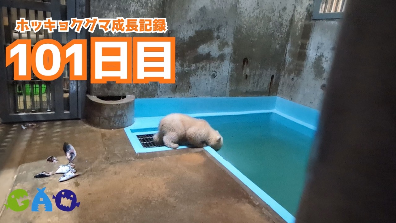 【101日目】ホッキョクグマ成長記録39　プールの練習！