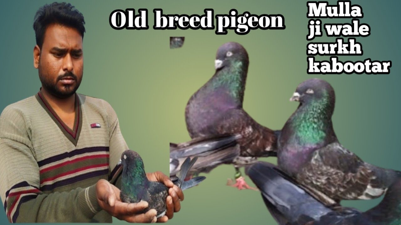 Mulla ji wale surkh kabootar (Old breed pigeon of tonk) आज भी मोजुद हैं पुरानी नसलो के कबूतर