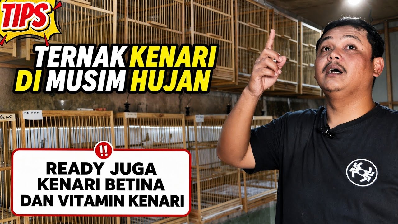 TIPS‼️Beternak KENARI di Musim HUJAN...