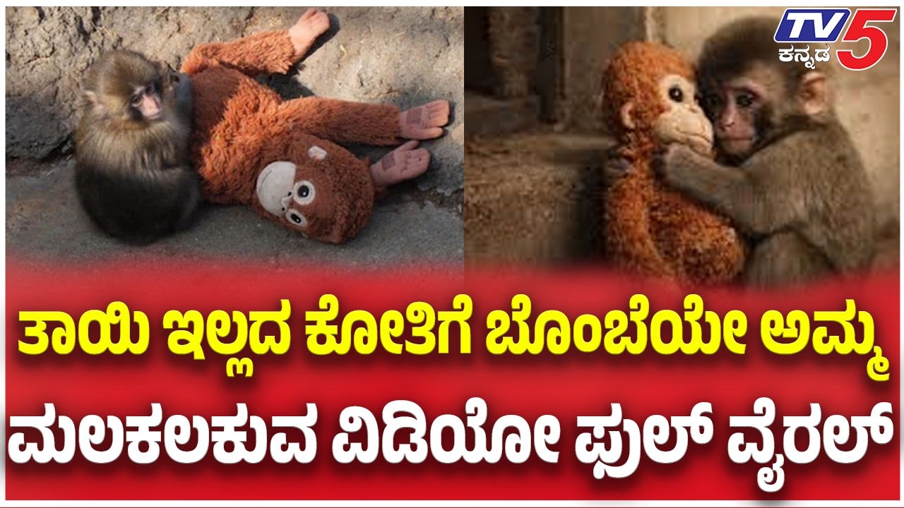 Japan Punch Monkey viral Video: ತಾಯಿ ಇಲ್ಲದ ಕೋತಿಗೆ ಬೊಂಬೆಯೇ ಅಮ್ಮ ಮಲಕಲಕುವ ವಿಡಿಯೋ ಫುಲ್ ವೈರಲ್