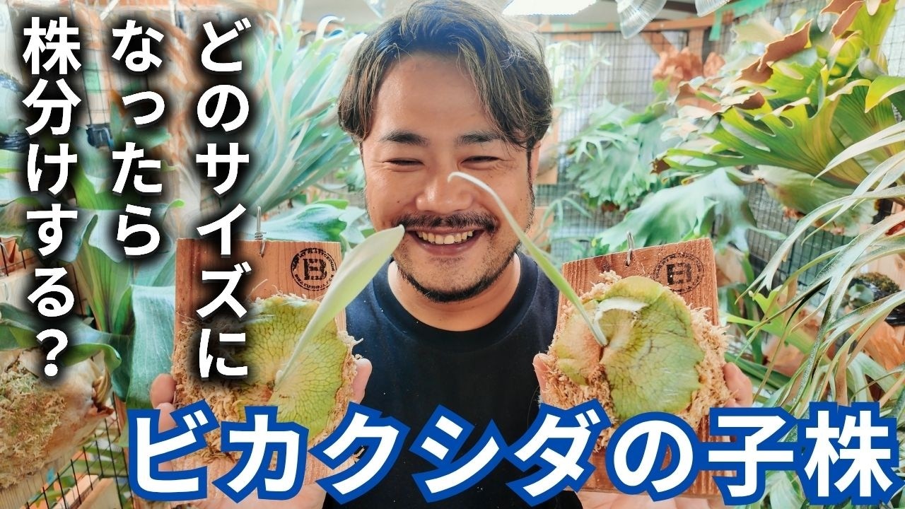 【ビカクシダ】子株を外すタイミング　コウモリラン/観葉植物