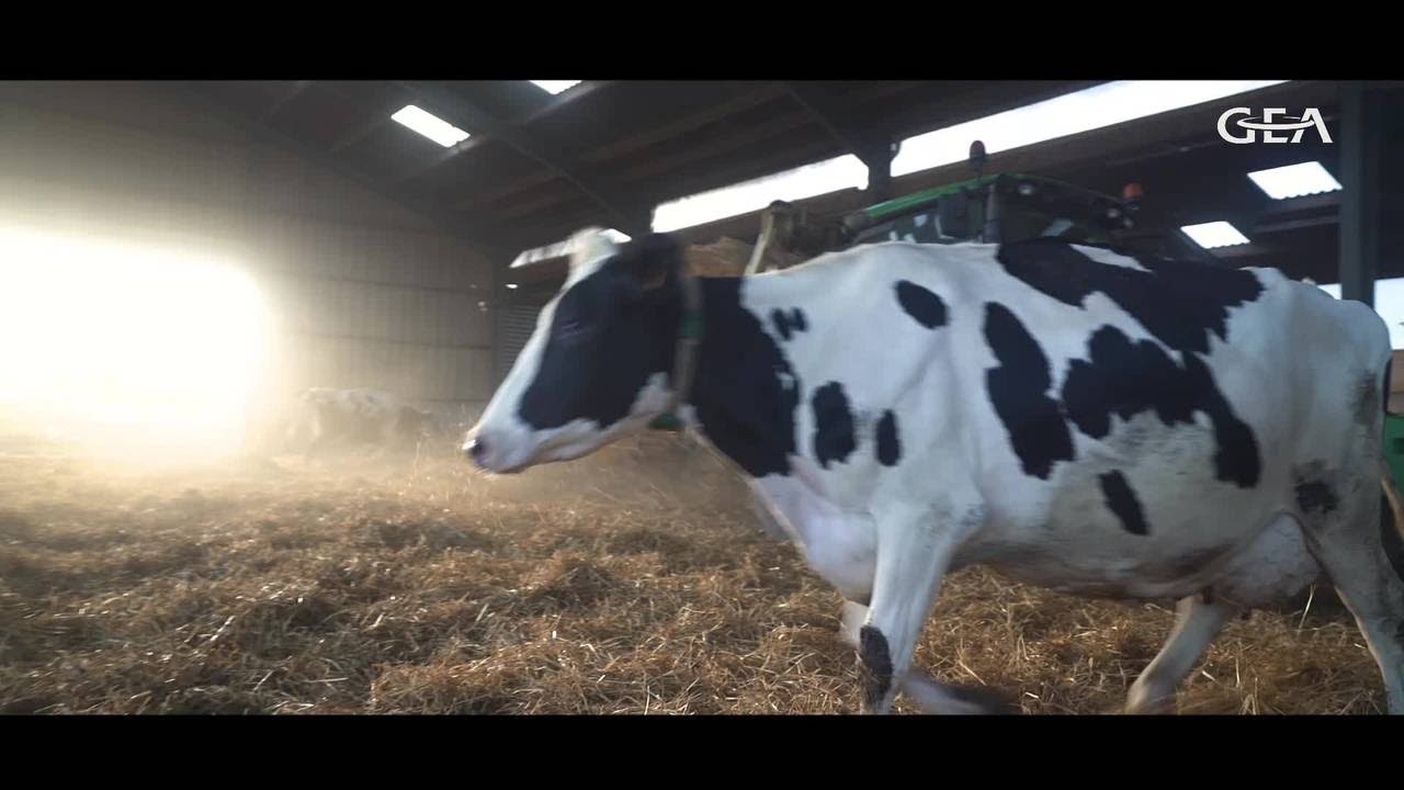 Robot de traite GEA DairyRobot - GAEC Coat Hery
