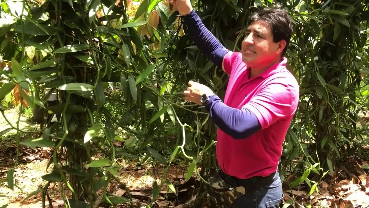 ¿Cómo se cultiva la vainilla?