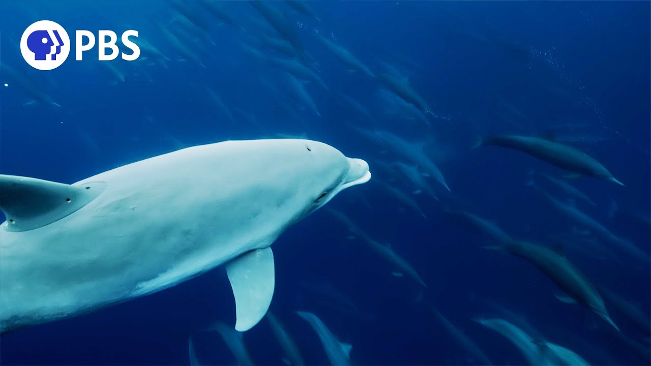 Dolphin Megapod Caught on Camera