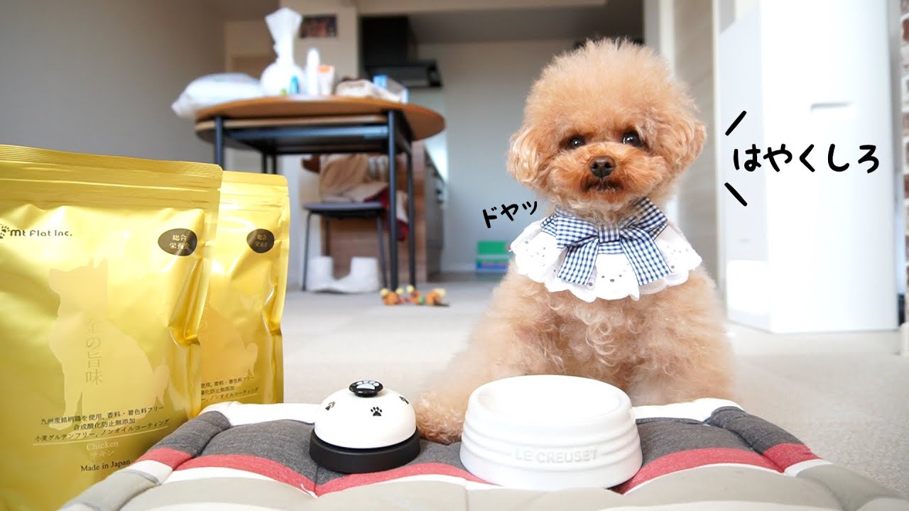 超ドヤ顔でベルをぶっ叩いてご飯を注文してくる超迷惑なお客さん（犬）