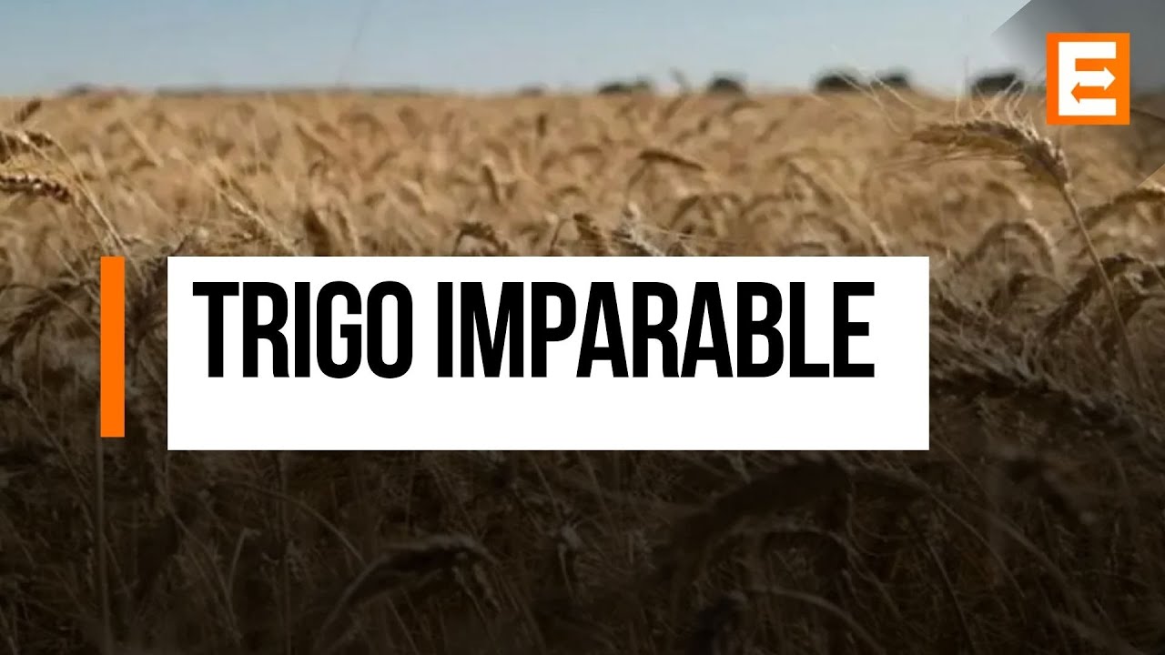 La cosecha de trigo no para de crecer
