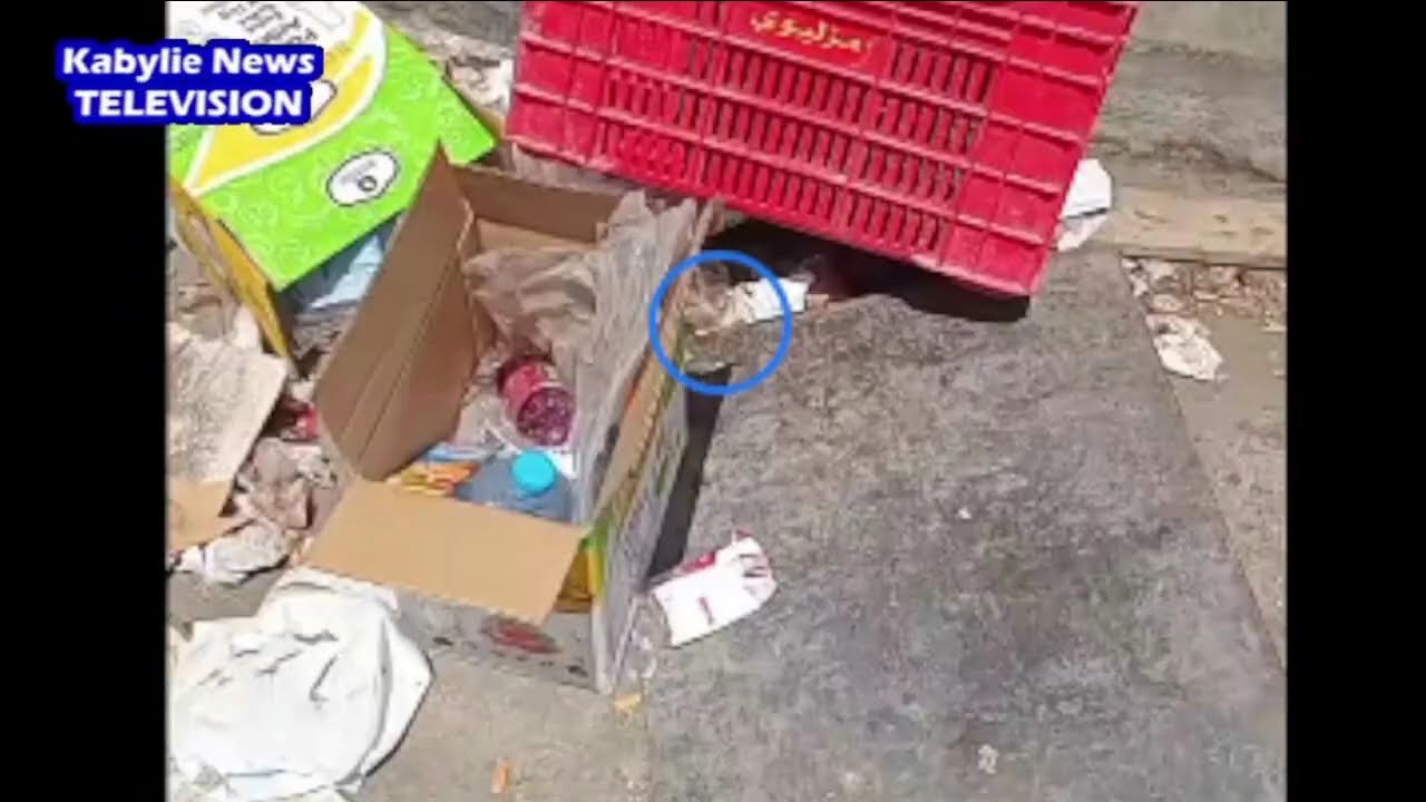 Opération d'assainissement des rues à Tizi-ouzou saluée par les citoyens via les réseaux sociaux
