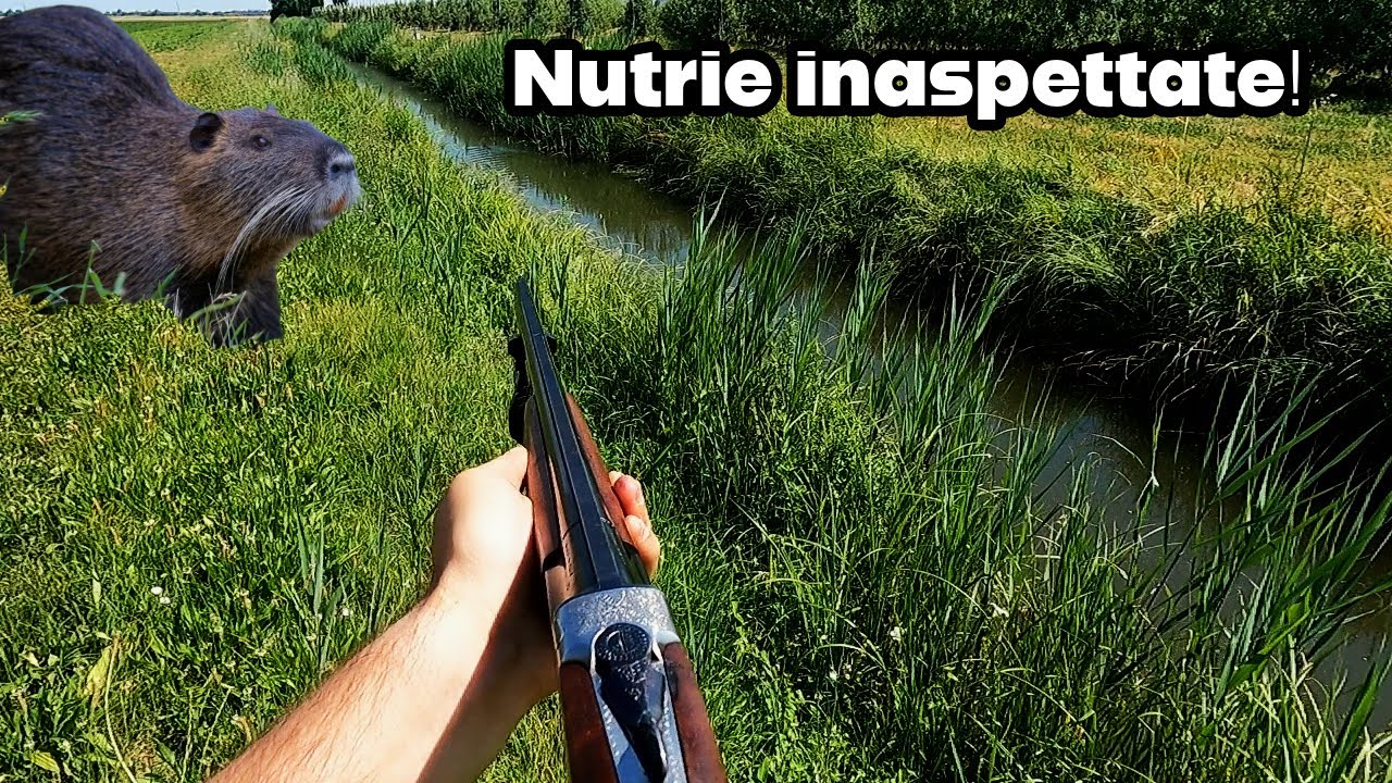 Piani di controllo 2025 - Due nutrie inaspettate!